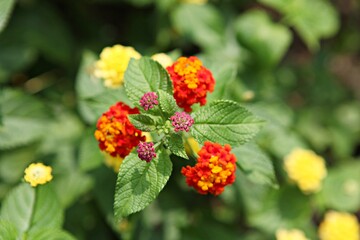 한국공원의꽃입니다