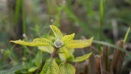 Leaves with bokeh background. Suitable for use as a graphic resource, wallpaper, basic material for greeting cards, wedding invitations, postcards and other