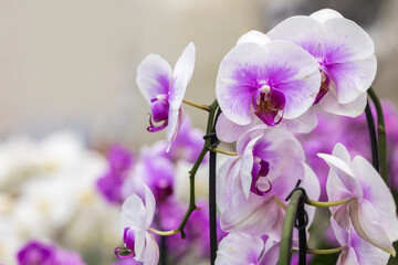 Close-up of a purple and white orchid on a blurry background. Selective focus. Natural floral background for the designer. Phalaenopsis orchid in the store.