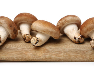 Shiitake mushroom on the White background 