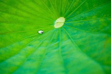 クローズアップした蓮の葉と雨粒
【close-up lotus leaves and raindrops】