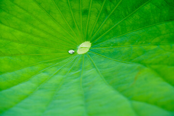 クローズアップした蓮の葉と雨粒
【close-up lotus leaves and raindrops】