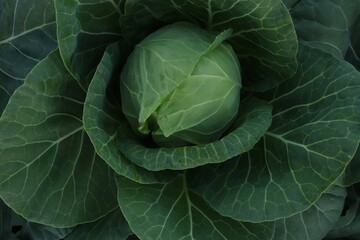 Fototapeta premium cabbage grows. farming and agriculture. cabbage grows in the garden. home gardening