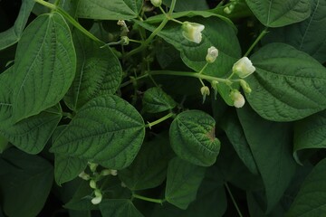 bean bushes bloom, bean bush with leaves growing in the garden