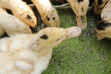 ducks eat duckweed, duck eats