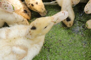 ducks eat duckweed, duck eats