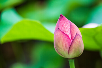 蓮の蕾のクローズアップ
【a close-up lotus bud】