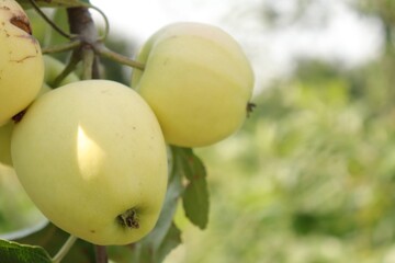 white apples on a tree with leaves