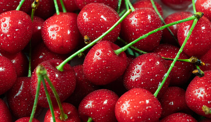 Ripe juicy cherries only collected from the branches of the cherry tree. Water drops on sweet juicy berries.