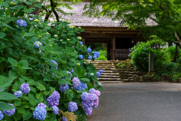 山口防府阿弥陀寺の紫陽花