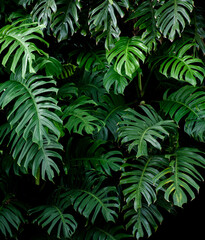 Fototapeta na wymiar Green leaves tropical forest plant.