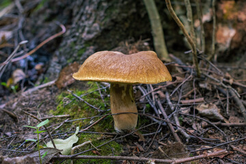 mushrooms in the forest