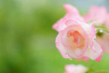 雨水の滴る薔薇の花