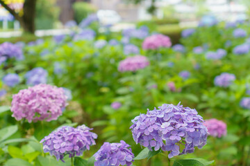 Obraz premium 綺麗な紫陽花畑