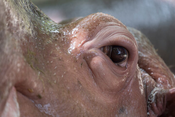 eye of hippopotamus
