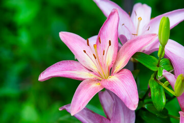 Beautiful pink lilies grow in the summer garden. Blurred back green background