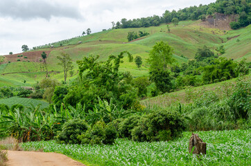 Shifting cultivation landscape of agriculture on the hill, bald mountain - obrazy, fototapety, plakaty