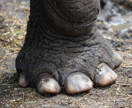 Detail of elephant feet outdoor