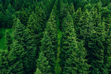 Obraz premium Aerial view of green summer forest with spruces