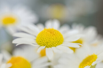 White chamomile macro close-up in nature