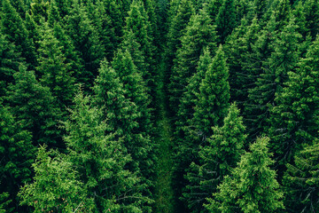 Fototapeta premium Aerial view of green summer forest with spruces