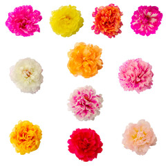 Naklejka premium Portulaca grandiflora flowers isolated on white
