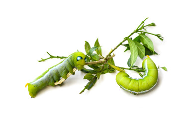 Papilio demoleus malayanus Wall or Green worm isolated on white