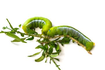 Papilio demoleus malayanus Wall or Green worm isolated on white