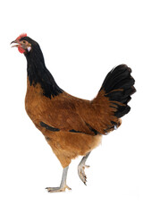Vorwerk hen isolated on white