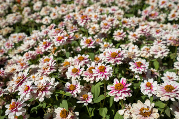 Obraz premium flower field