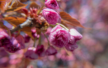 Pink Japanese cherry-tree blossom. Sakura