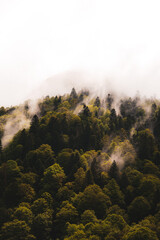 Foret de sapins dans la brume