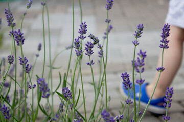 The lavender in the garden and little foot