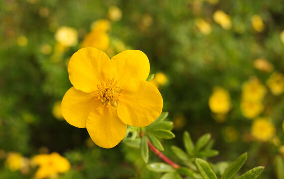 One yellow cinquefoil flower. Other flowers are unfocused in the background. Potentilla fructicosa