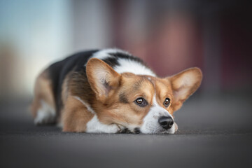 Pensive welsh corgi pembroke lies on the track with his head resting on his paws against the backdrop of the cityscape