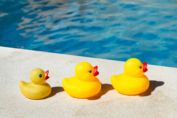 Familia de patos de goma paseando al aire libre al borde de una piscina. Vista de frente. Copy space