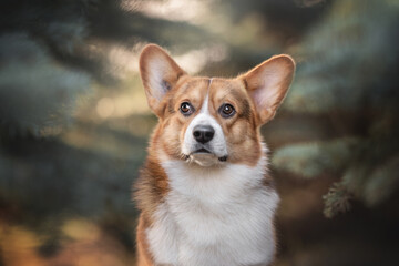 Classic portrait of a surprised welsh corgi pembroke among fir branches against the backdrop of a sunset sun