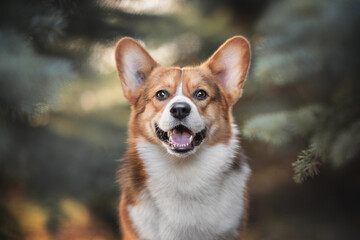 Classic portrait of a smiling welsh corgi pembroke among fir branches against the backdrop of a sunset