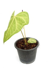 Green house plant isolated on white background