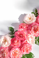 Floral composition made of beautiful pink rose buds lying on white background with sunlight. Nature...