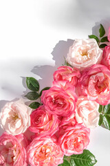 Floral composition made of beautiful pink rose buds lying on white background with sunlight. Nature concept. Summer theme. Minimal style. Top view. Flat lay