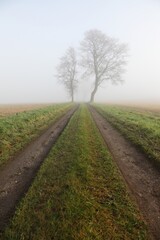 Fototapeta premium Misty landscape and atmosphere in Denmark