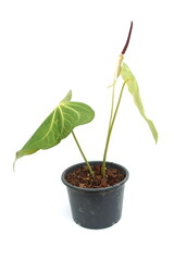 Green house plant isolated on white background