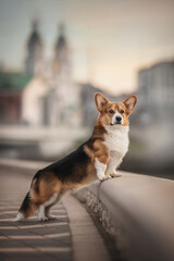 Serious welsh corgi pembroke standing with his forepaws on the curb against the backdrop of a sunset cityscape