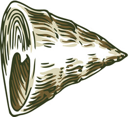 Conus Seashell. Isolated on White Background. Vector Illustration