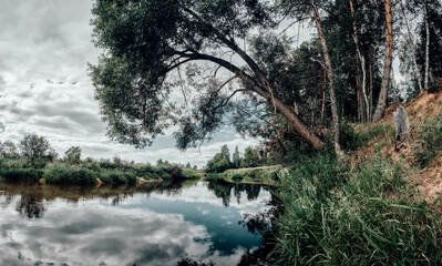 tree on the river