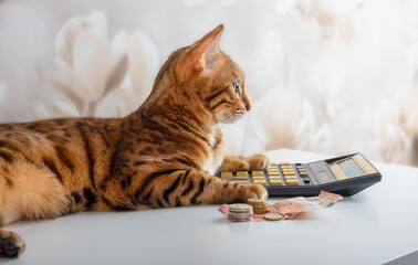The cat calculates the remaining money on the calculator