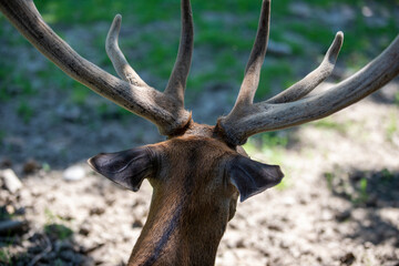 the head of a horned deer seen from behind