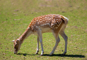 Naklejka na ściany i meble a Odocoileus virginianus deer on the field