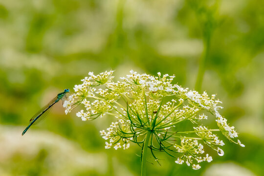 Queen Anne's lace which grows wild throughout the countryside in Israel and danselfly
